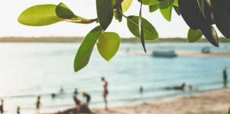 Noosa River with mangrove leaves in foreground